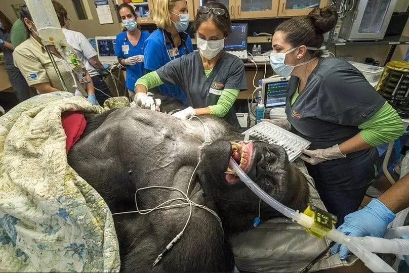 Barney gorilla altatásban